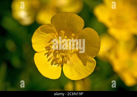 Fiori gialli luminosi di campo o prato buttercup (Ranunculus acris) in e vecchio pascolo in primavera, Berkshire, maggio Foto Stock