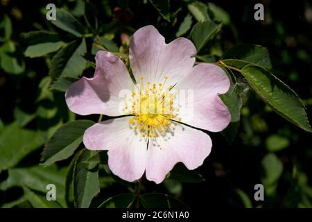 Un delicato fiore rosa di un cane rosa (Rosa canina) in una siepa su una sorgente luminosa con antere gialle, Berkshire, maggio Foto Stock