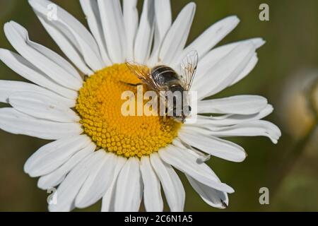 Una mosca drone (Erisatalis tenax) una femmina hoverfly in visita e l'osseye daisy (Leucanthemum vulgare), Berkshire, maggio Foto Stock