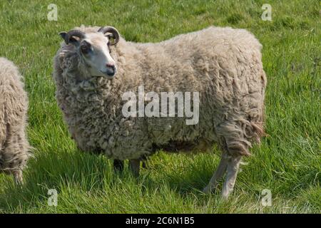 Una pecora di Shetland (maschio neutro) con il feltro pieno sull'erba in primavera prima di tosare, Berkshire, maggio Foto Stock