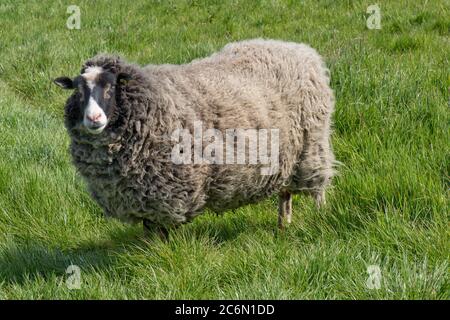 Una pecora di Shetland (maschio neutro) con il feltro pieno sull'erba in primavera prima di tosare, Berkshire, maggio Foto Stock