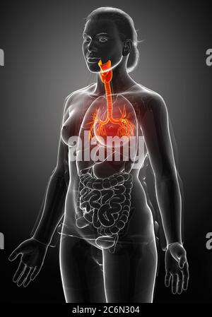 3D illustrazione della laringe Trachea Bronchi parte del sistema respiratorio. Foto Stock