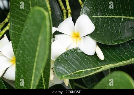 Bella fiore bianco plumeria con sfondo giardino natura. Foto Stock