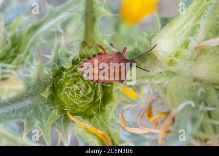 Un bug rosso scudo su un secco spagnolo tistle fiore d'oro vicino a Gerusalemme, Israele Foto Stock