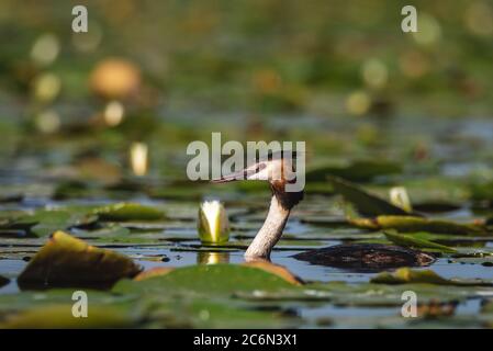 L'uccello grebe crestato depone le sue uova su un piccolo lago, Podiceps cristatus Foto Stock