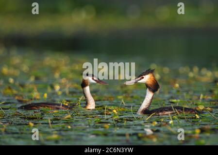 L'uccello grebe crestato depone le sue uova su un piccolo lago, Podiceps cristatus Foto Stock