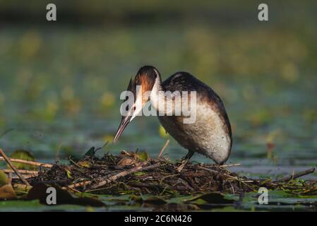 L'uccello grebe crestato depone le sue uova su un piccolo lago, Podiceps cristatus Foto Stock