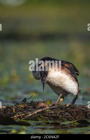 L'uccello grebe crestato depone le sue uova su un piccolo lago, Podiceps cristatus Foto Stock