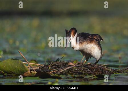 L'uccello grebe crestato depone le sue uova su un piccolo lago, Podiceps cristatus Foto Stock