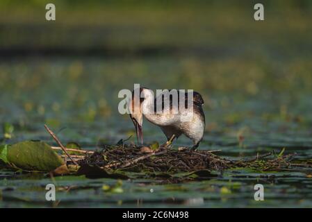 L'uccello grebe crestato depone le sue uova su un piccolo lago, Podiceps cristatus Foto Stock