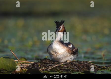 L'uccello grebe crestato depone le sue uova su un piccolo lago, Podiceps cristatus Foto Stock