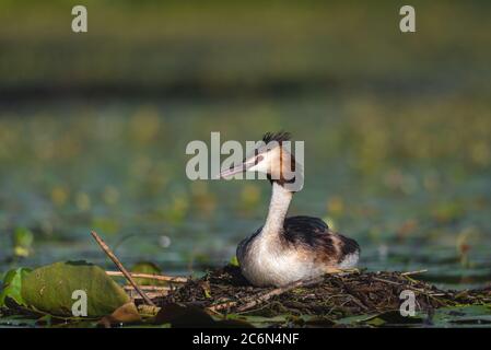 L'uccello grebe crestato depone le sue uova su un piccolo lago, Podiceps cristatus Foto Stock