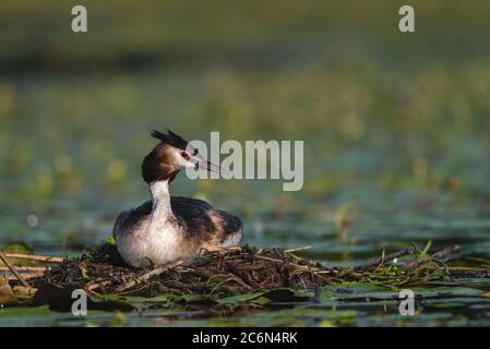 L'uccello grebe crestato depone le sue uova su un piccolo lago, Podiceps cristatus Foto Stock