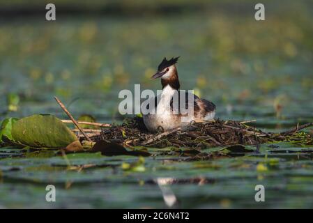 L'uccello grebe crestato depone le sue uova su un piccolo lago, Podiceps cristatus Foto Stock