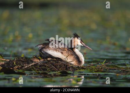 L'uccello grebe crestato depone le sue uova su un piccolo lago, Podiceps cristatus Foto Stock