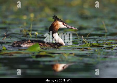 L'uccello grebe crestato depone le sue uova su un piccolo lago, Podiceps cristatus Foto Stock