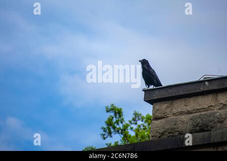 Corvo appollaiato da un tetto in un parco a Berlino Foto Stock