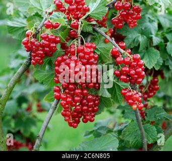 Ribes rubrum Herosta, Ribes rubrum Herosta Foto Stock