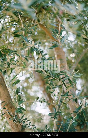 Foglie primaverili sui rami di un olivo. Foto Stock
