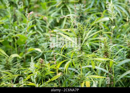 campo industriale di cannabis per uso medico Foto Stock