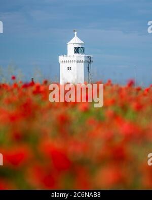 Versione ritratto di papaveri rossi di fronte al faro di South Foreland sulla Kent Coast. Foto Stock