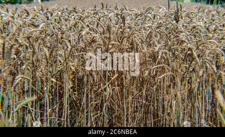 Grano maturo in campo, Triticum dicoccum Foto Stock