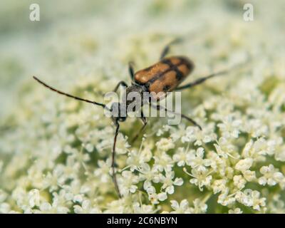 Marrone-nero Mylabris variabilis, vescica su fiore di carota, primo piano Foto Stock