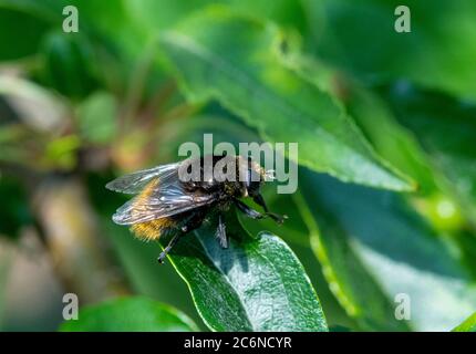 Volucella bombillani volata appollaiato su foglia Foto Stock