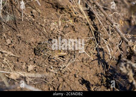 rana marrone mascherata su terreno marrone. Una rana riposante al sole su uno stagno Foto Stock