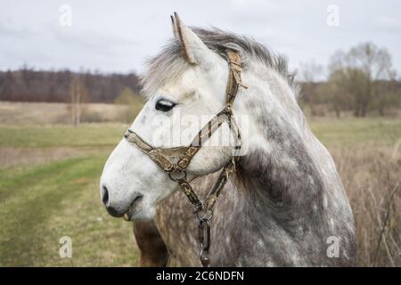 Bianco bel cavallo pascoli nel campo. Cavallo bianco su erba verde Foto Stock