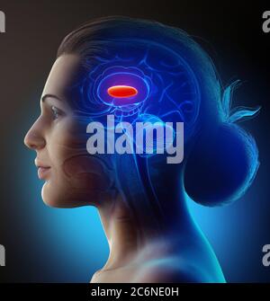 rappresentazione 3d con precisione medica di un'anatomia cerebrale femminile: il pallidus del globo laterale Foto Stock