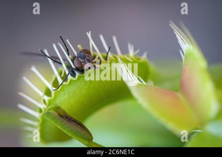 un'immagine ravvicinata di una comune bottiglia verde intrappolata all'interno di una flytrap di venere Foto Stock