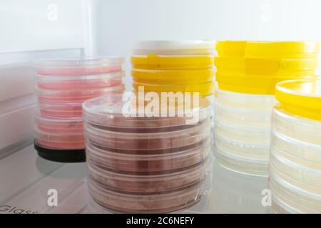 Piastre Petri con campioni di microrganismi in un frigorifero da laboratorio Foto Stock