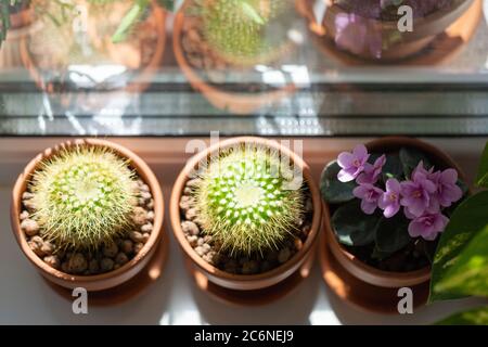 Vista dall'alto di piante domestiche - Cactus mammillaria, fioritura Saintpaulia mini in terracota creta pentola su davanzale a casa. Luce solare. Giardino interno Foto Stock