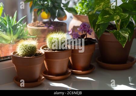 Piante domestiche - Cactus di Mammillaria, Saintpaulia di fiore mini, Epipremnum in terracota creta pentola sul windowsill a casa. Luce solare. Giardino interno Foto Stock