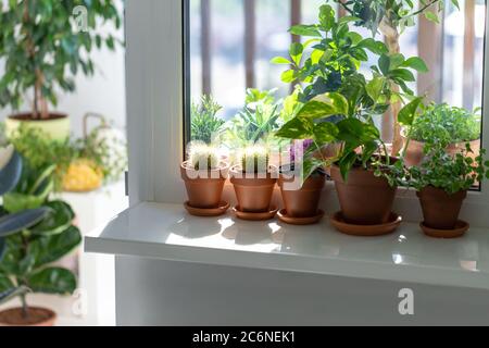 Piante domestiche - Cactus di Mammillaria, Saintpaulia di fiore mini, Epipremnum, pomila di Ficus in pentola di terracota su davanzale a casa. Luce solare. Interno Foto Stock