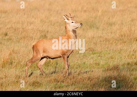 Dea rossa, Cervus elaphus, stag annoying in prateria, ottobre, Suffolk Foto Stock