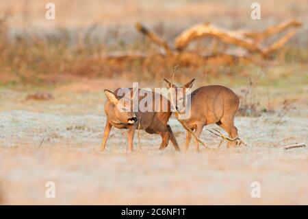 Capriolo, capreolo capreolo, femmina e giovane nel gelo di mattina presto, Norfolk, dicembre, inverno Foto Stock