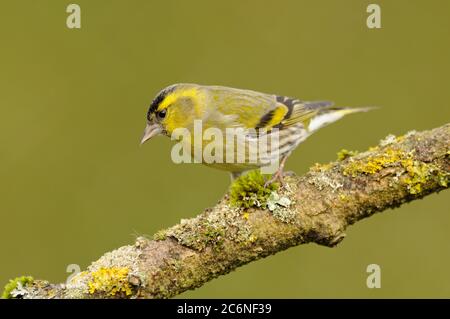 Siskin, Carduelis spinus, Eurasian Siskin, Norfolk, Regno Unito Foto Stock