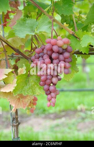 Weinrebe Vitis vinifera Katharina, Vine Vitis vinifera Katharina Foto Stock