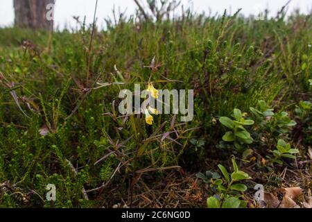Melampyrum sylvaticum, il fiore piccolo di grano di vacca Foto Stock