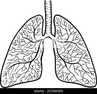 Contorno vettore disegno di contorno di organi polmoni umani. Modello modificabile per la progettazione medica Illustrazione Vettoriale