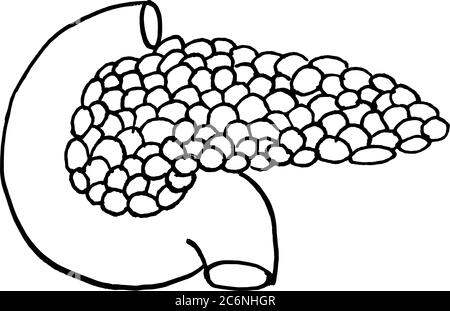 Contorno vettore disegno di contorno di organo pancreas umano. Modello modificabile per la progettazione medica Illustrazione Vettoriale