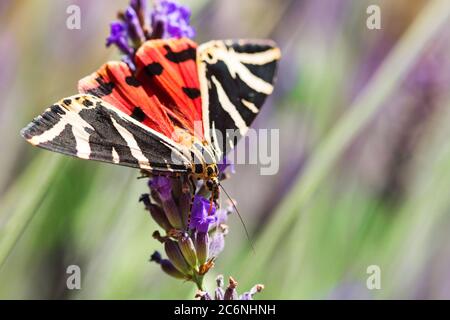 Jerse Tiger Butterfly (Euplagia quadripunctari) si affaccia su un fiore di lavanda in giardino estivo Foto Stock