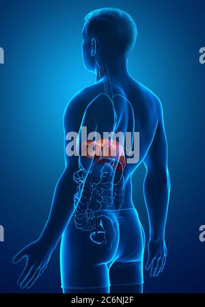 Rappresentazione 3d, rappresentazione accurata dal punto di vista medico dell'anatomia del fegato maschile Foto Stock