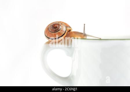 Le lumache sono su una tazza di caffè che pensa alla pausa caffè dopo il duro lavoro in ufficio - concetto divertente per il lavoro e l'equilibrio di vita, sfondo bianco e. Foto Stock
