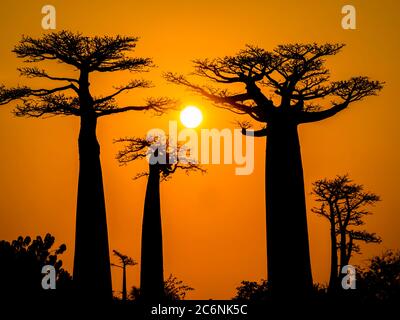 Incredibile tramonto sopra Baobab Avenue con le silhouette degli alberi in primo piano, Morondava, Madagascar Foto Stock