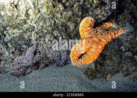 Stelle di mare ocra arancio e viola aggrappate ad una roccia nella costa meridionale dell'Oregon esposta dalle basse maree Foto Stock