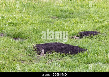 Due scoiattoli di terra di uinta (Urocitellus armatus) in allerta e che si staccano dai loro nascondigli sul prato, Grand Teton National Park, Wyoming, USA Foto Stock