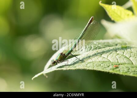 demoiselle, Riserva Naturale High Batt, vicino Ripon, North Yorkshire Foto Stock